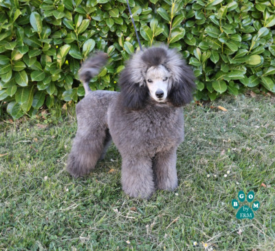 Étalon Caniche - ABRACADABRA ENCHANTING The beautiful grey of marysa