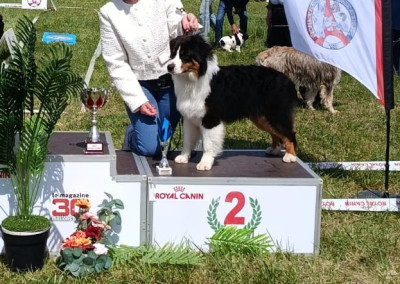 Étalon Berger Australien - GOLD BEAR FOR L'EDB SOUTHSEASIGHT Titre Initial