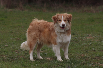 Étalon Border Collie - Herds Of Scotland Ariel