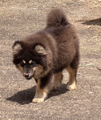 Étalon Chien finnois de Laponie - ARISTOCHATS ALABAMA du Domaine du Chai de Majolan