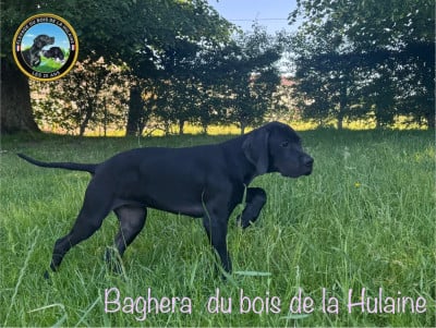 Étalon Pointer - BAGHERA du bois de la Hulaine