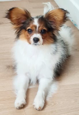 Étalon Epagneul nain Continental (Papillon) - Bellissima De la castelviroise