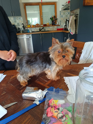 Étalon Yorkshire Terrier - Atarax du clos d'Astepha