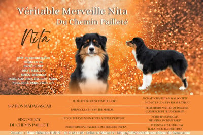 Étalon Berger Australien - Véritable merveille nita du Chemin Pailleté Du Chemin Pailleté