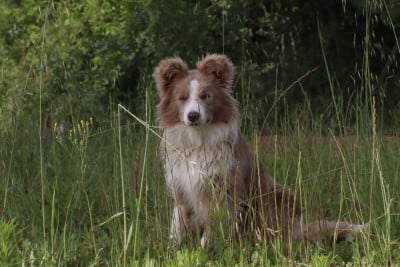 Étalon Border Collie - Herds Of Scotland Apache