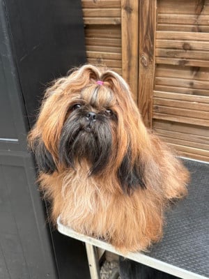 Étalon Shih Tzu - Velours Des Canailles De Boubou