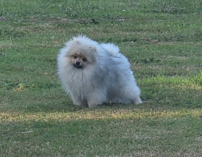 Étalon Spitz allemand - Bouille d'amour du jardin de Mesoz