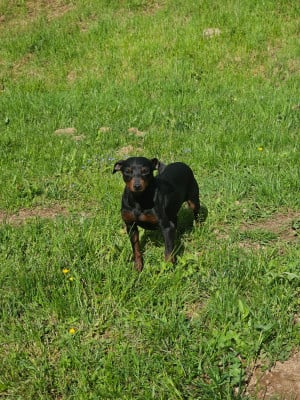 Étalon Pinscher nain - valerio des Princes Pinscher