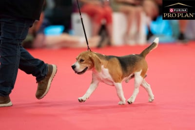 Étalon Beagle - Vax de la Magie de l'Argoat