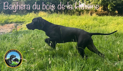 Étalon Pointer - BAGHERA du bois de la Hulaine