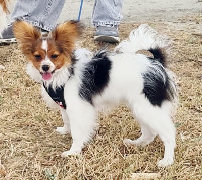 Étalon Epagneul nain Continental (Papillon) - Bellissima De la castelviroise
