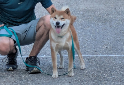Étalon Shiba - Vaku tozai yori du Bois de Compiègne