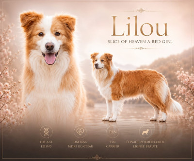 Étalon Border Collie - Slice Of Heaven A Red Girl