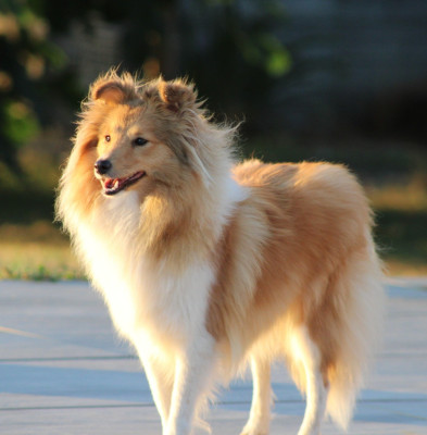 Étalon Shetland Sheepdog - Avanne des Collines de Sagne