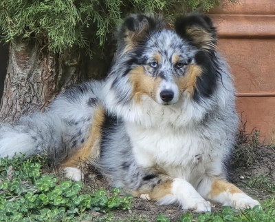 Étalon Shetland Sheepdog - Vanya (Sans Affixe)