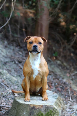 Étalon Staffordshire Bull Terrier - APRIL FOOL Of Red Diamond's