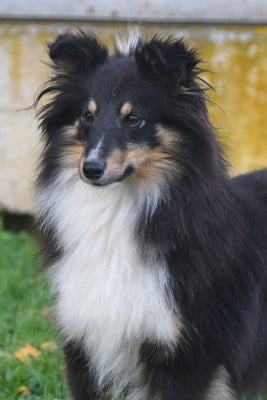 Étalon Shetland Sheepdog - Une Grande Envie d'Aimer de la source du Montet