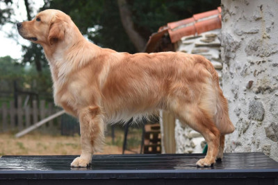 Étalon Golden Retriever - Pajula Tricky Dicky