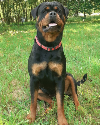Étalon Rottweiler - VAYRA Des Roses Noires De Cupidon