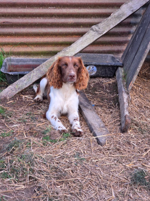 Étalon English Springer Spaniel - Apache Des Voix D'Hyris