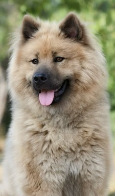 Étalon Eurasier - Agyo Komainu Des Gardiens d'Ysatis