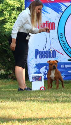 Étalon Staffordshire Bull Terrier - ACE-OF-HEARTS Of Red Diamond's