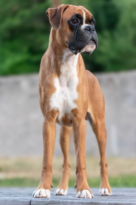 Étalon Boxer - Apache du Val D'Europe