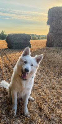 Étalon Berger Blanc Suisse - Royals of White Mountain ICE Amarok