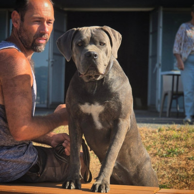 Étalon Cane Corso - ANDAYE Du Pays De La Tribo
