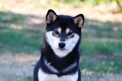 Étalon Shiba - Vega Yuzu De Matatizo Hakuna