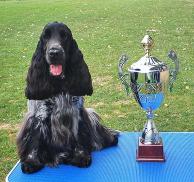 Étalon Cocker Spaniel Anglais - Absolutely irresistible De Quattro Castella
