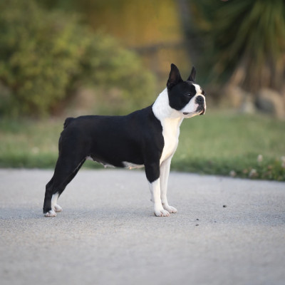 Étalon Boston Terrier - CH. Valeur sure Du Domaine D'Auberive
