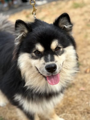 Étalon Chien finnois de Laponie - CH. Angus Auros Taskas