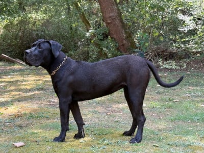 Étalon Presa canario - El Véhêmach' Akira