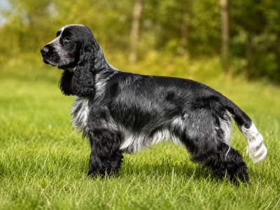 Étalon Cocker Spaniel Anglais - Viali Ar Ti Marellek
