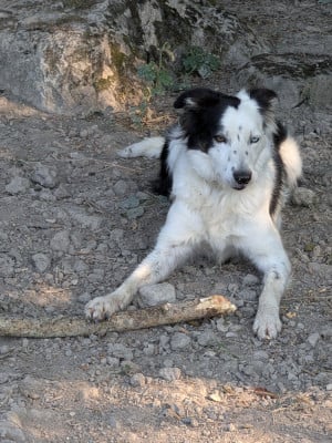 Étalon Border Collie - Badass De La Ferme Des Forestiers