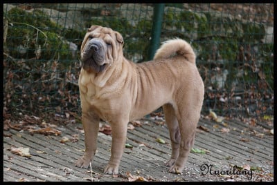 Étalon Shar Pei - A L'Automne Arcane Celeste du Nuorilang