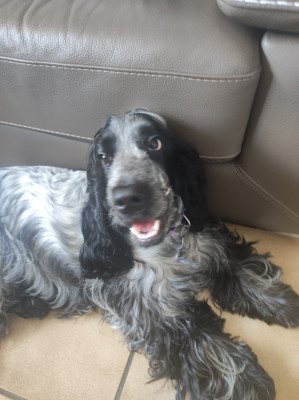 Étalon Cocker Spaniel Anglais - Ange De La Maison Des Orchidées