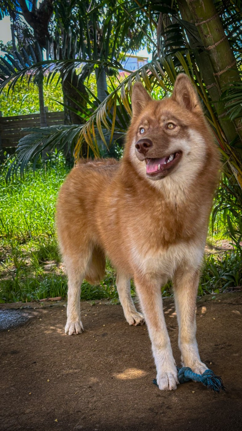 Publication : Des Crocs Du Piton Des Neiges