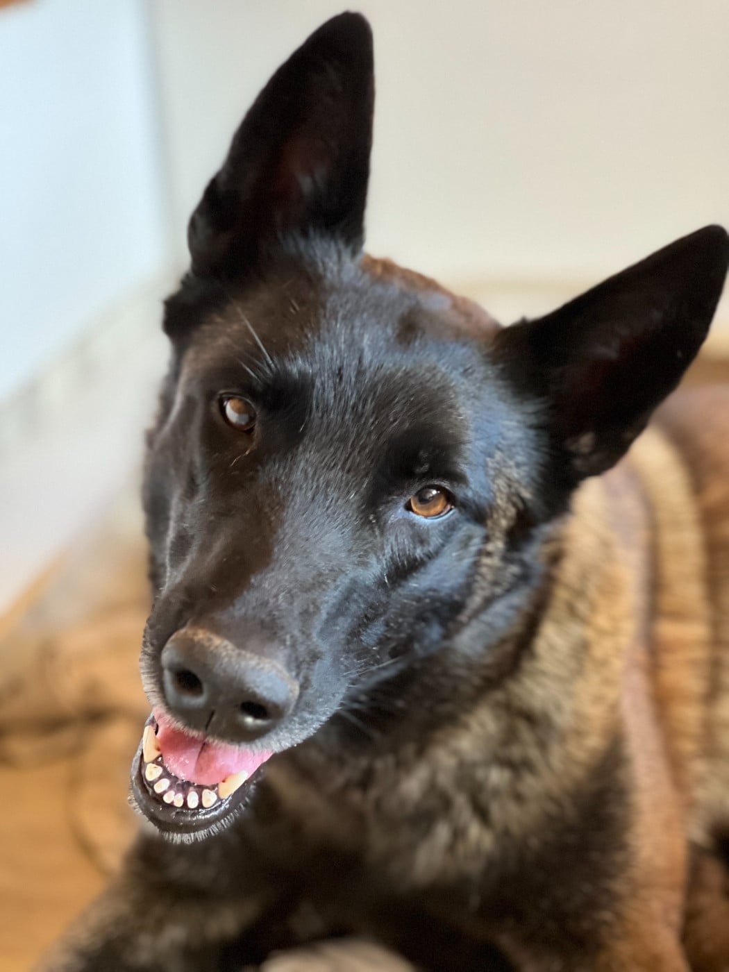 Publication : Des Gardiens De La Plaine 