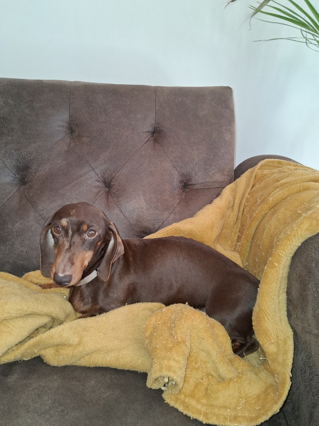 Publication : Du Coin Des Canailles 