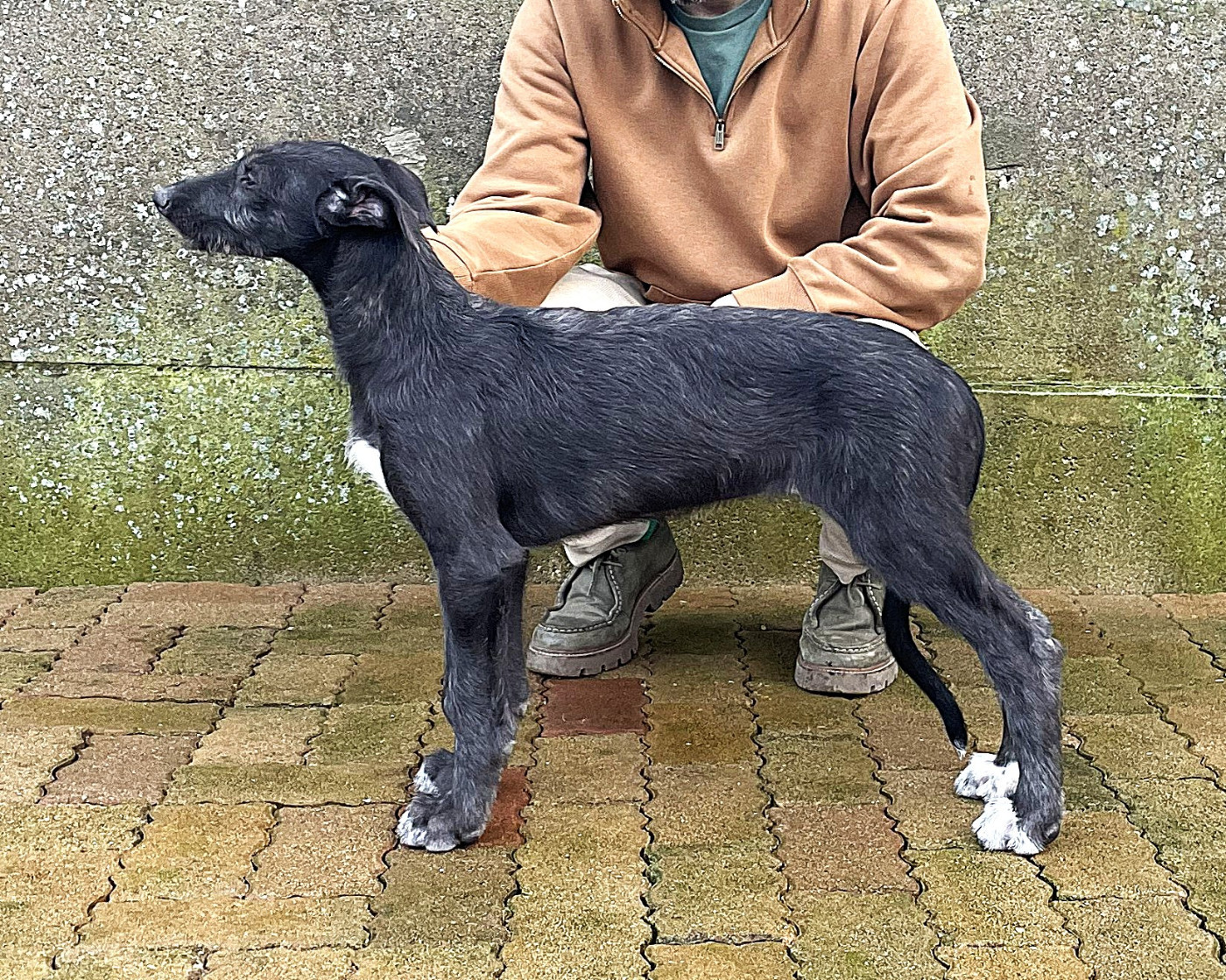 Publication : Antonius Vertragus 