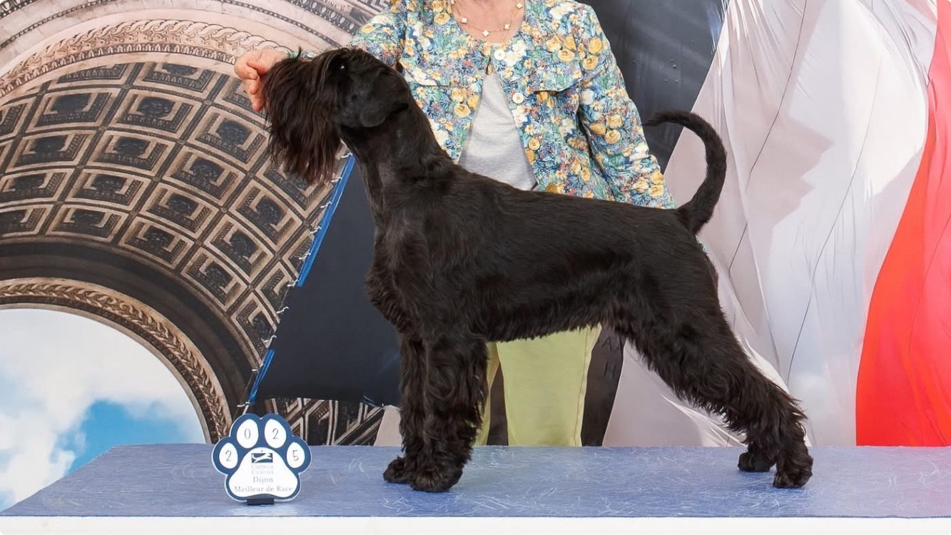 Publication : De La Terrasse De Flandre Auteur : Frederic Lhonore