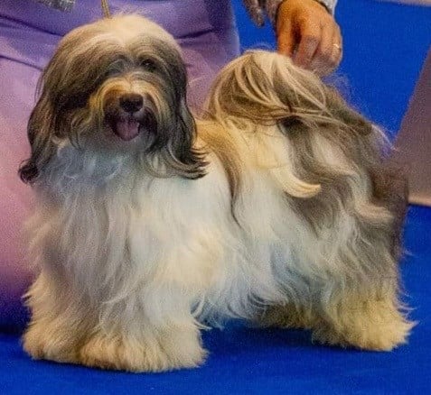 Publication : Del rey rakashi Auteur : JP