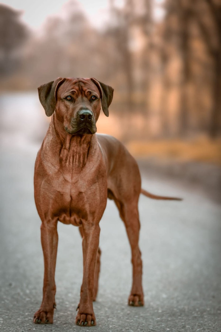 Publication : des Terres Lointaines 