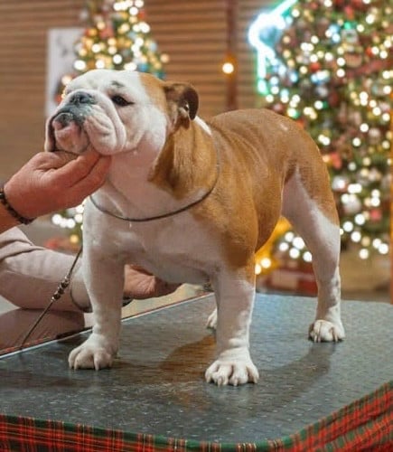 Publication : d'Izzie Bull's