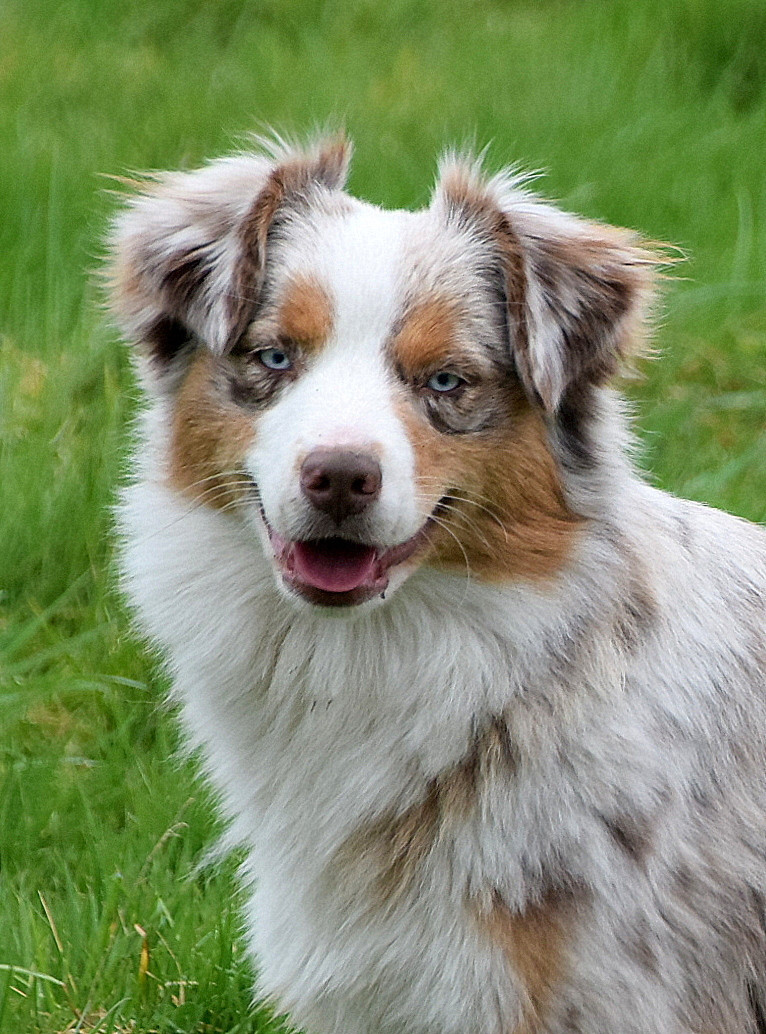 Publication : du petit Duc Victoria Auteur : AF Foubert