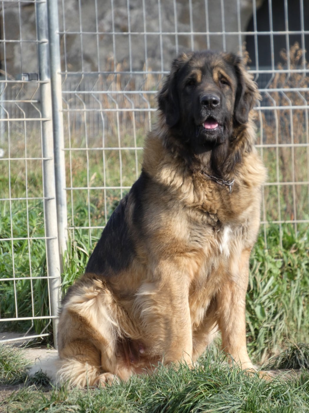 Publication : du Bonnie Blue Flag