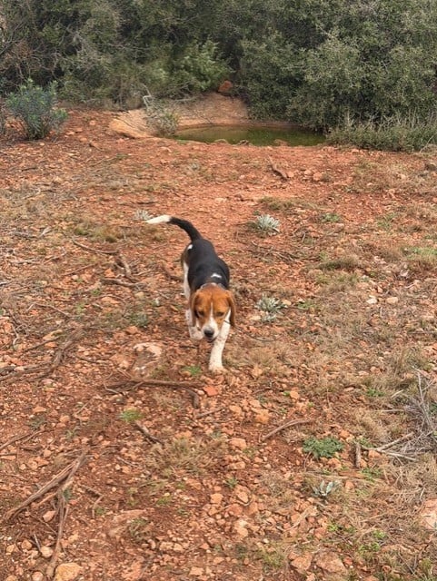 Publication : Des Hauts De Milhac