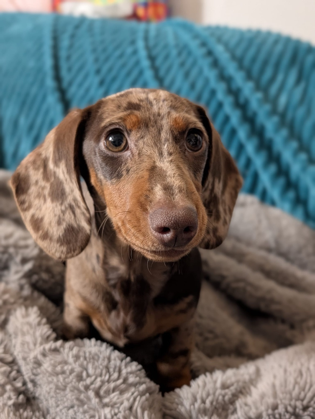 Publication : Des Pur sang D'aphrodite 